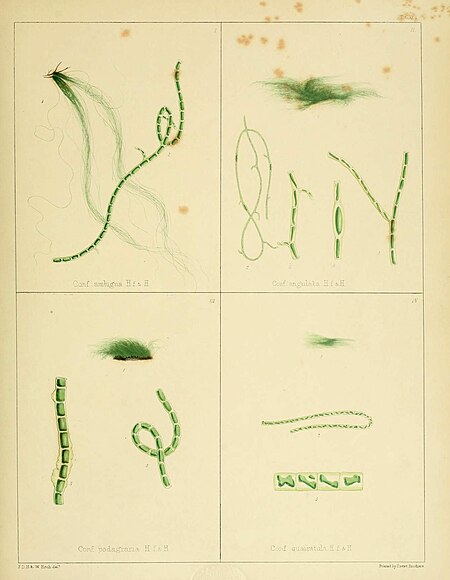 alt=Plate CXCI; Made up of four smaller images of various species of Chlorophyta. Fig I: Conf. ambigua H.f. & H.; Fig II: Conf. angulata H.f. & H.; Fig III: Conf. podagraria H.f. & H.; Fig IV: Conf. quadratula H.f. & H.; J.D.H. & W. Fitch del.; Printed by Reeve Brothers
