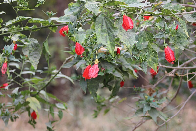 File:Flowers red one - Islamabad spring blooms.jpg