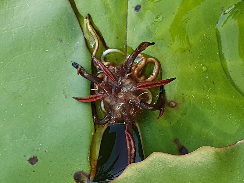 File:Foliar proliferation of Nymphaea micrantha Guill. & Perr.jpg