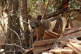 Fossa (Cryptoprocta ferox)