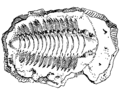 Fossil (PSF).png