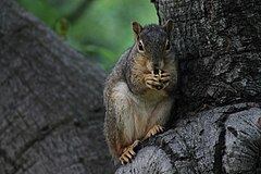 Fox squirrel eating a tree nut at Morcom Rose Garden.