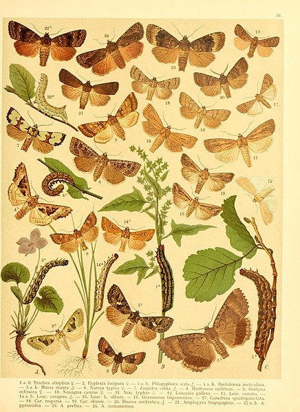 File:Fr. Berge's Schmetterlingsbuch nach dem gegenwärtigen Stande der Lepidopterologie neu bearb. und hrsg. von Professor Dr. H. Rebel (Plate 33) BHL9445783.jpg