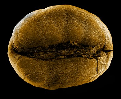 Coffee bean imaged by scanning electron microscope