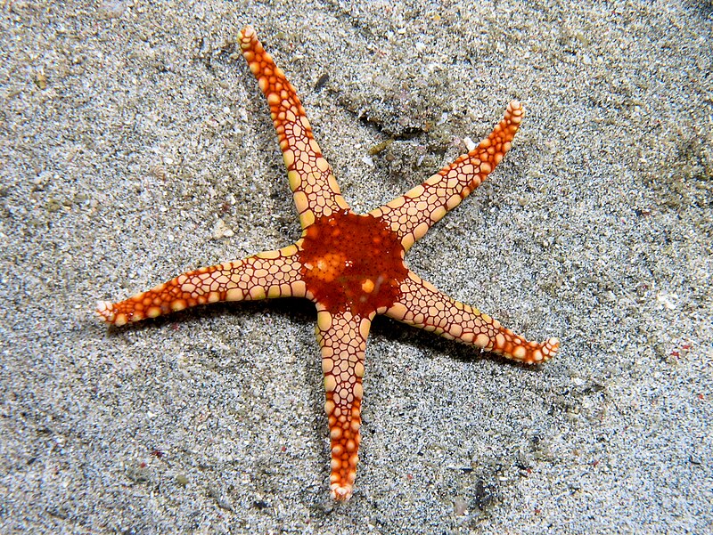 starfish summary