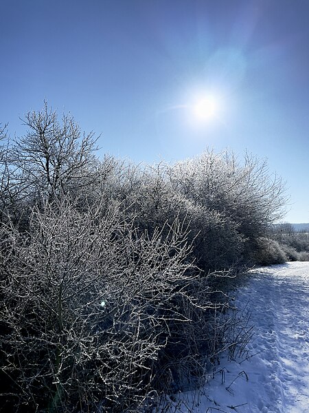 File:Frost (50986635806).jpg