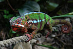 Furcifer pardalis -Zoo di Zurigo-8a.jpg