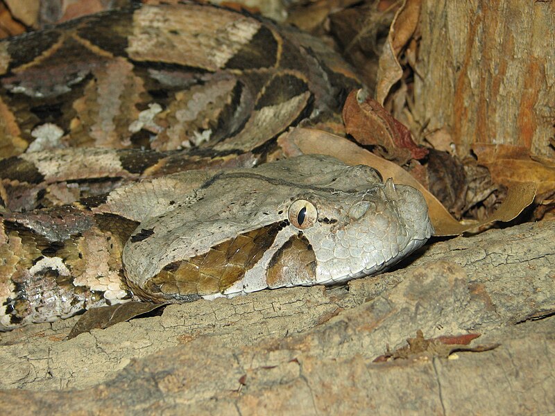 File:Gaboon Viper 005.jpg