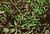 Galium spurium ssp vaillantii.jpg