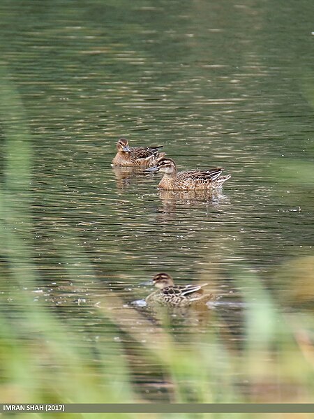 File:Garganey (Anas querquedula) (45091501284).jpg