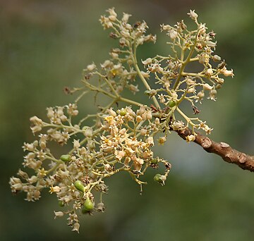 കാട്ടുകലശം