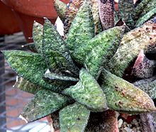 Gasteria batesiana 1.jpg