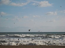 Gaviotas pescando en una playa de Rincón de la Victoria.