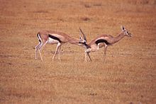 Gazelle Checking Estrus.jpg
