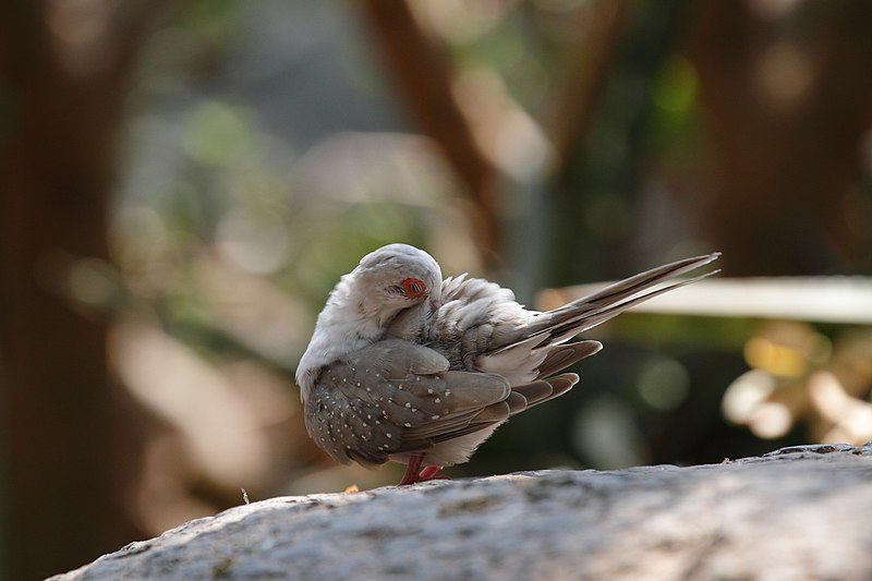 File:Geopelia cuneata - Wüstenhaus 3.jpg