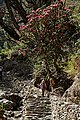 Ghorepani-Tadapani-54-Rhododendron-2013-gje.jpg