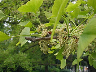 Tempeltræ (Ginkgo biloba), hanligt individ.