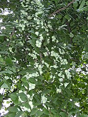 Ginkgo biloba