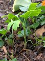 Ginkgoseedling02a.jpg