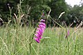 * Nomination Gladiolus imbricatus, isolated population near Kařez, Central Bohemian Region, Czechia --Nefronus 12:56, 3 July 2021 (UTC) * Promotion  Support Good quality. --Steindy 21:09, 3 July 2021 (UTC)