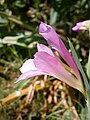 Gladiolus italicus close-up flower