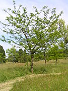 Esemplare di Gleditsia texana