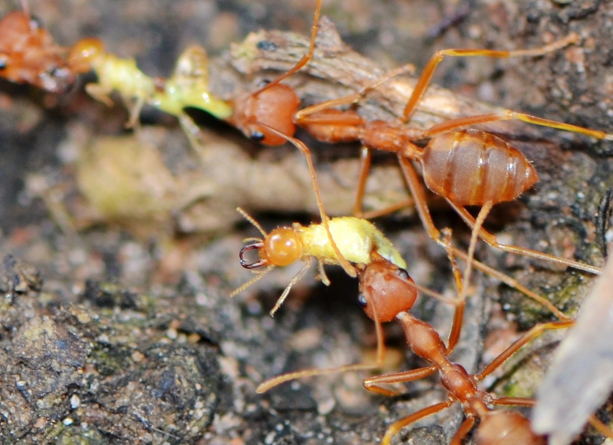 Termites, Ants Dig Up Gold And Mineral Deposits - Asian Scientist