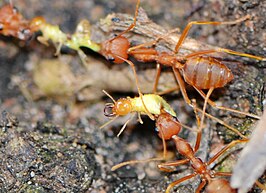 Globitermes sulphureus