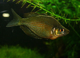 Glossolepis wanamensis