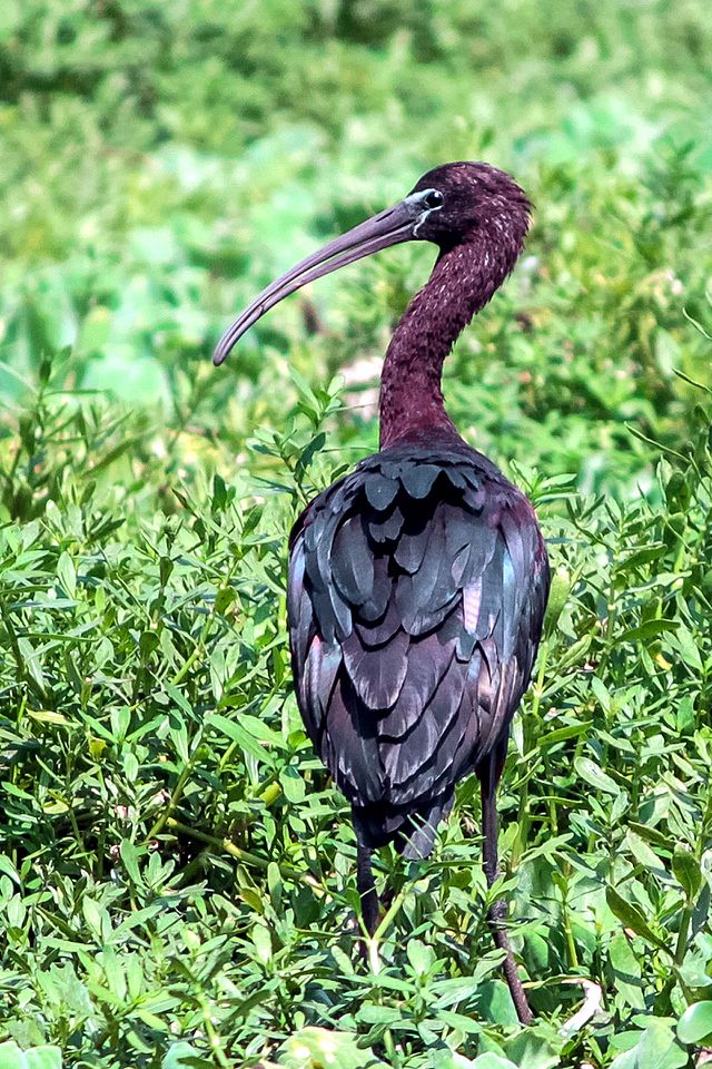 طائر أبو منجل اللماع 640px-Glossy_Ibis_in_Pashan_Lake_Pune