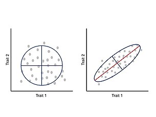 Representation of the relationship between two traits. Left: No trait covariation. Each trait changes independently of the other. Right: Trait covariation causes a positive correlation between traits where increase in one trait is correlated with an increase in the other trait (covariation can also produce negative correlation). The red line within the ellipse represents the main eigenvector of the variance-covariance matrix. Gmatrix.jpeg