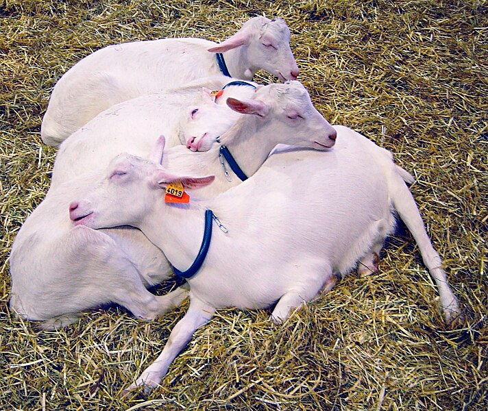 File:Goats sleeping DSC04008 crop color.jpg