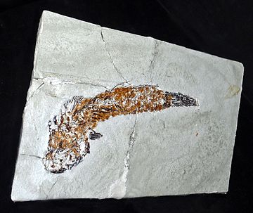 Fossil of Gobius ignotus Gobiidae - Gobius ignotus.JPG