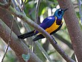 Birds of Eden aviary, South Africa