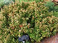 Golden Japanese Barberry.jpg