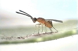 Gonatocerus triguttatus