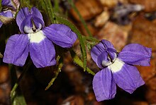 Goodenia arthrotricha.jpg