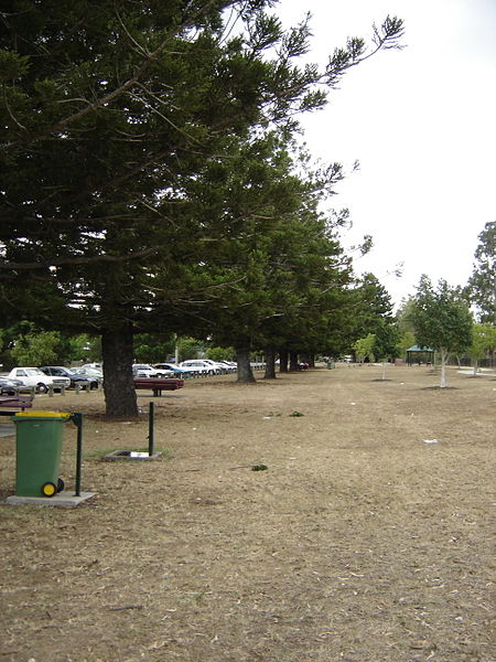 File:Goodna Hoop Pines at Richardson Park.jpg