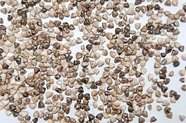 teosinte grains