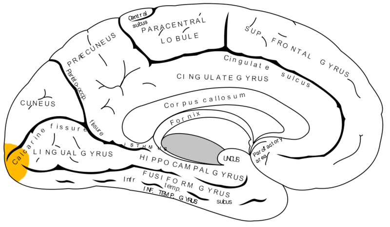 File:Gray727 occipital pole.png