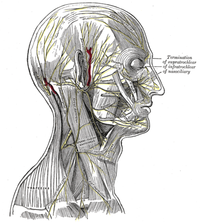 Transverse cervical nerve