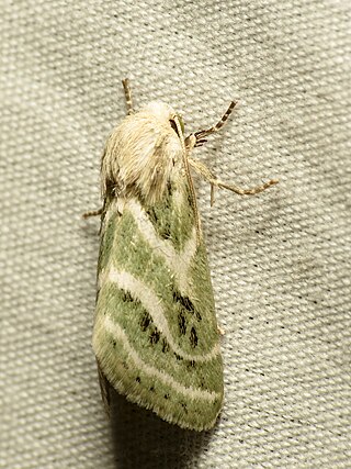 <i>Schinia accessa</i> Species of moth