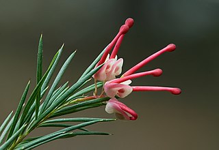 <i>Grevillea rosmarinifolia</i> Species of shrub in the family Proteaceae endemic to New South Wales and Victoria, Australia