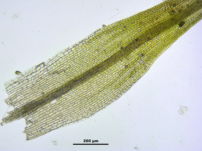 File:Grimmia alpestris (a, 113335-471123) 1550.JPG