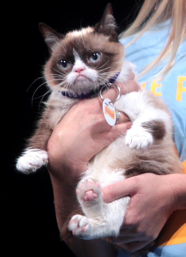 grumpy cat its only wednesday