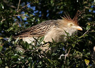 <span class="mw-page-title-main">Crotophaginae</span> Subfamily of birds