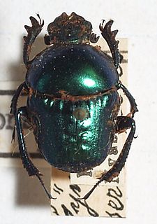 <i>Gymnopleurus sericeifrons</i> Species of beetle