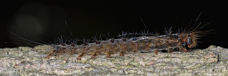 File:Gypsy Moth (Lymantria dispar), Larva (37626412311).jpg