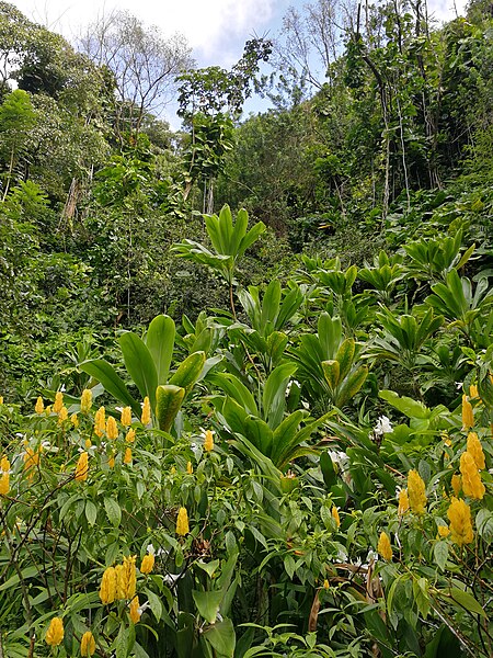 File:HI Oahu Waimea Valley12.jpg