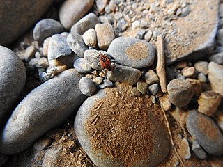 <i>Haemobaphus concinnus</i> species of true bug